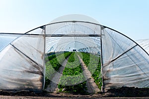 Cultivation of strawberry fruits using the plasticulture method, plants growing on plastic mulch in walk-in greenhouse tunnels