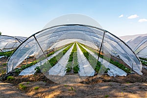 Cultivation of strawberry fruits using the plasticulture method, plants growing on plastic mulch in walk-in greenhouse tunnels