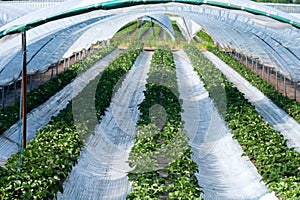 Cultivation of strawberry fruits using the plasticulture method, plants growing on plastic mulch in walk-in greenhouse tunnels