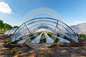 Cultivation of strawberry fruits using the plasticulture method, plants growing on plastic mulch in walk-in greenhouse tunnels