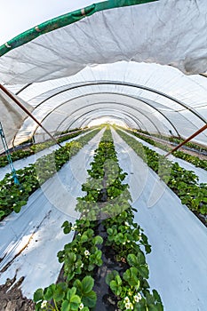 Cultivation of strawberry fruits using the plasticulture method, plants growing on plastic mulch in walk-in greenhouse tunnels