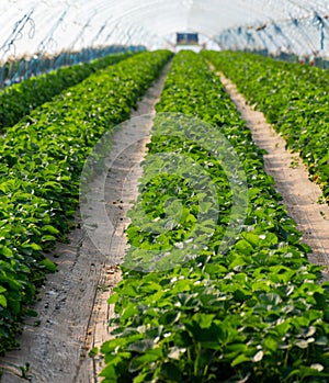 Cultivation of strawberry fruits using the plasticulture method, plants growing on plastic mulch in walk-in greenhouse tunnels