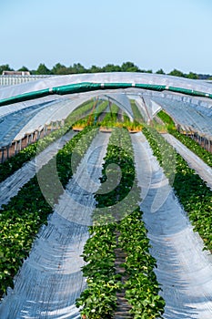 Cultivation of strawberry fruits using the plasticulture method, plants growing on plastic mulch in walk-in greenhouse tunnels