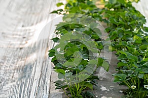 Cultivation of strawberry fruits using the plasticulture method, plants growing on plastic mulch in walk-in greenhouse tunnels