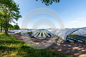 Cultivation of strawberry fruits using the plasticulture method, plants growing on plastic mulch in walk-in greenhouse tunnels