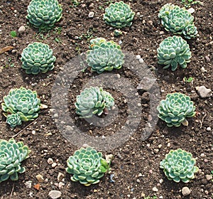 Cultivation of succulents