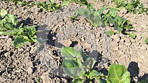 Cultivation of sugar beets  