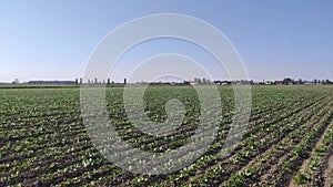 Cultivation of sugar beets