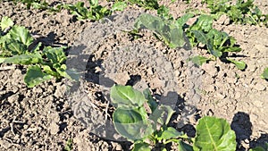 Cultivation of sugar beets 2