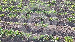 Cultivation of sugar beets 3