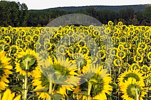 Cultivation of sunflowers from the back to the sun at dusk