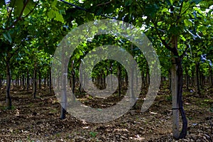 Cultivation of table grapes in Puglia,