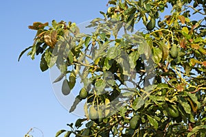 Cultivation of tasty hass avocado trees, organic avocado plantations in Costa Tropical, Andalusia, Spain