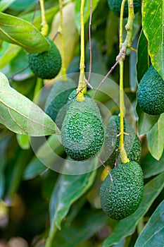 Cultivation of tasty hass avocado trees, organic avocado plantations in Costa Tropical, Andalusia, Spain