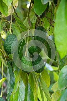 Cultivation of tasty hass avocado trees, organic avocado plantations in Costa Tropical, Andalusia, Spain