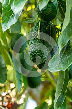 Cultivation of tasty hass avocado trees, organic avocado plantations in Costa Tropical, Andalusia, Spain