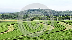 Cultivation of tea plant