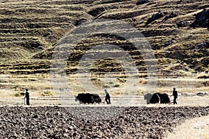 Cultivation in tibet