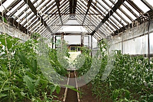 Cultivation tomato photo