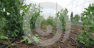 Cultivation of tomato and pea plants in the countryside