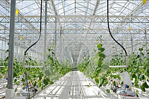 Cultivation of tomatoes, cucumbers and other vegetables in greenhouses and greenhouses in the north of Russia. Agriculture in the