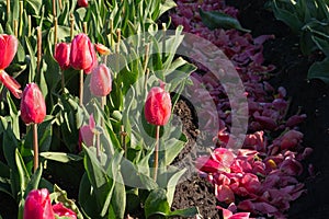 Cultivation of tulip bulbs, flower heads cut off