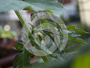 Cultivation of vegetable on balcony of apartment