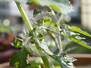 Cultivation of vegetable on balcony of apartment