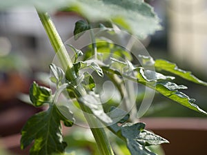 Cultivation of vegetable on balcony of apartment