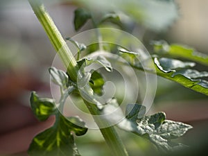 Cultivation of vegetable on balcony of apartment