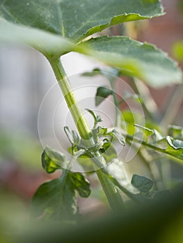 Cultivation of vegetable on balcony of apartment