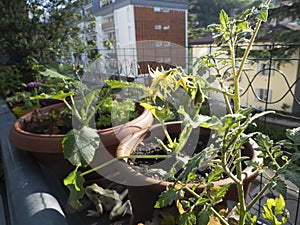Cultivation of vegetable on balcony of apartment