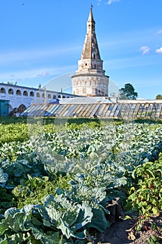 Cultivation of vegetables in the russian Joseph-Volotsky monastery in summer
