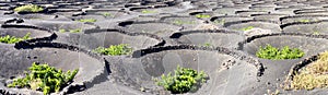 Cultivation of vineyards on the ground