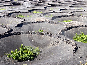 Cultivation of vineyards on the ground