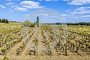 Cultivation of vineyards near Narbonne France
