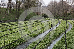 Cultivation of wasabi crops