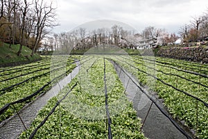 Cultivation of wasabi crops