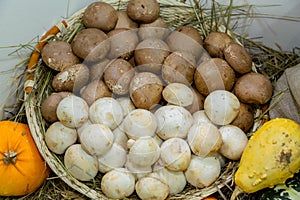 A cultivation of white and black button mushroom (Agaricus bisporus) on the harvesting farmland