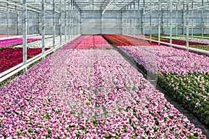 Cultivation white and purple geraniums in a Dutch Greenhouse