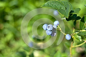 Giant blueberries almost ready to be harvested photo