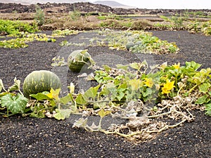 cultivations of watermelons