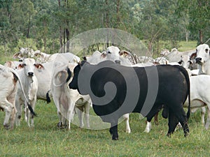 Cultivator black in a herd of white cows grazing