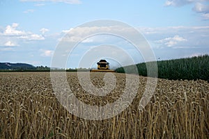 Cultivator machine cultivating the wheat field