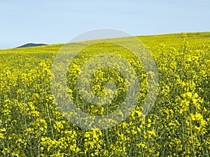 Cultive of Brassica napus in Navarre