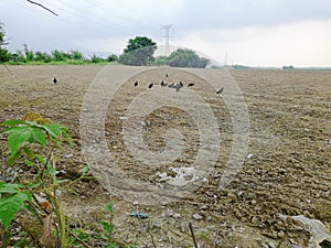 Cultivo de arroz con aves de rapiÃÂ±a photo