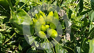 Cultivo de chile de arbol dando frutos photo