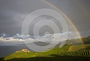 Cultivo de vides, Txakoli en Getaria, Gipuzkoa photo