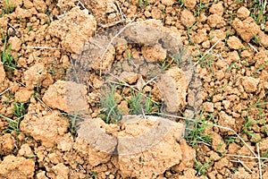 Cultivted soil background