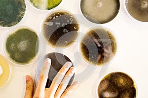 Culture of bacteria in petri dish